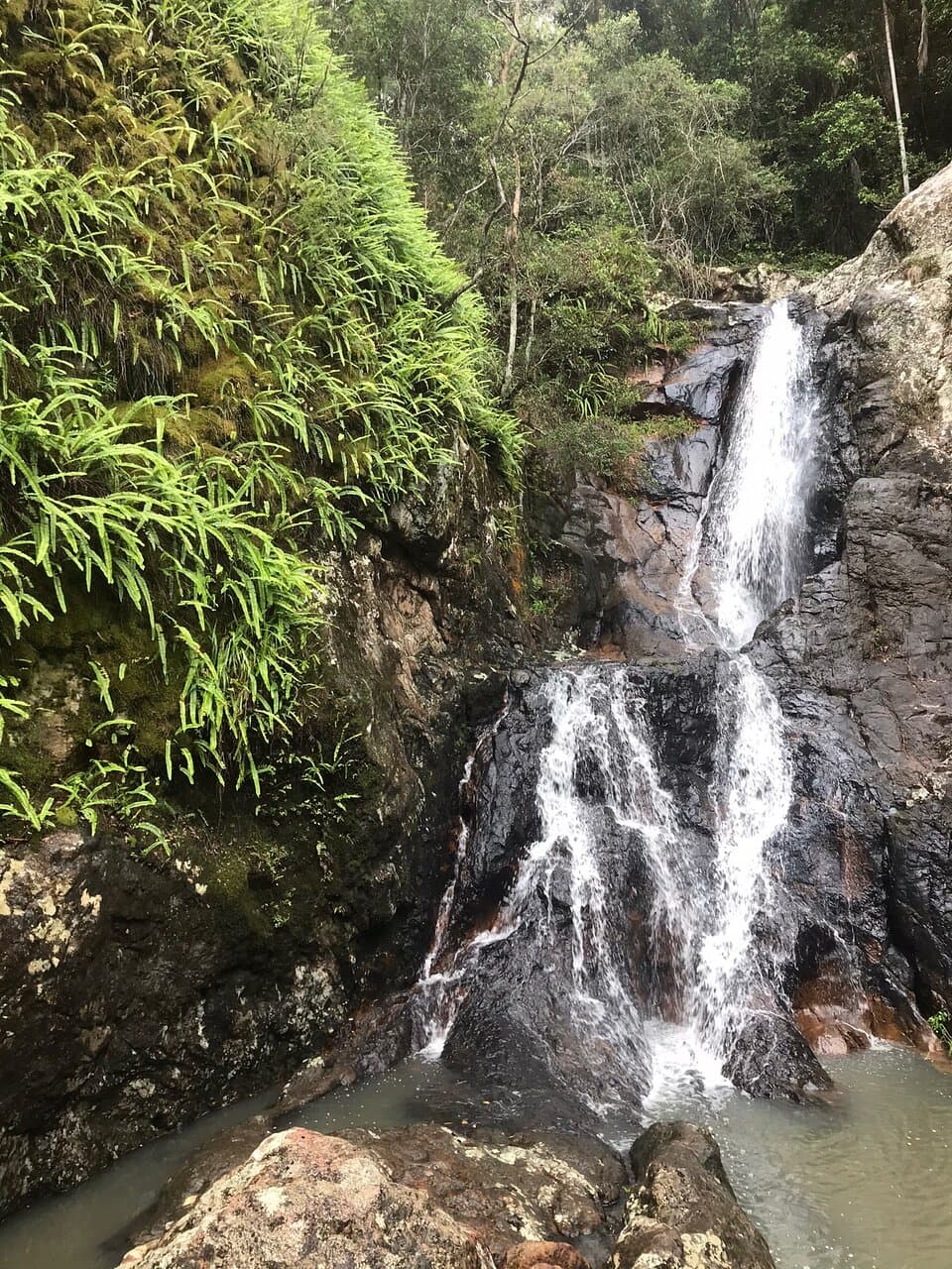 Sunshine Coast Hinterland Great Walk