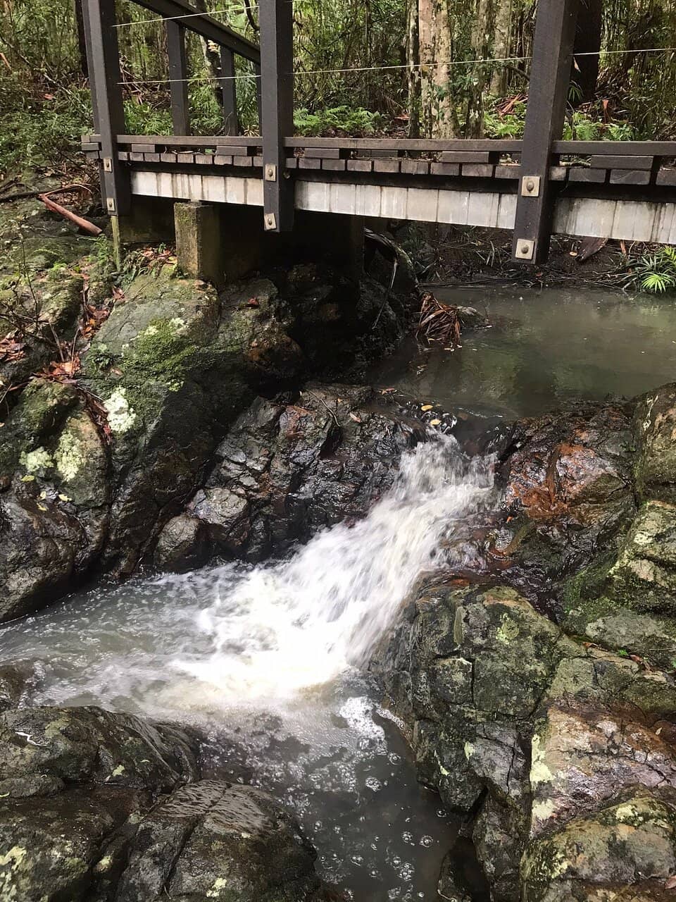 Rainforest Creek Swims