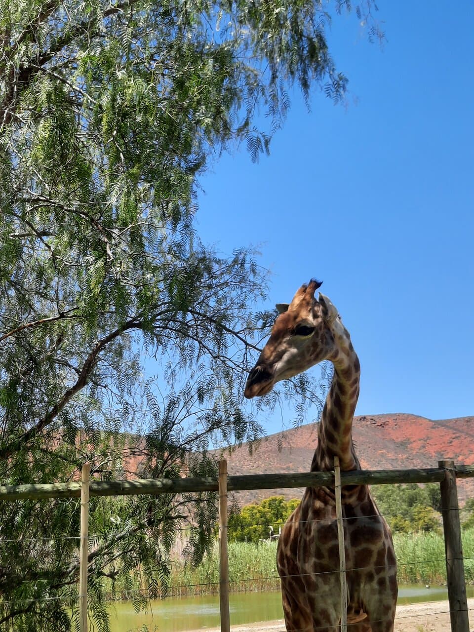 Chandelier Game Lodge and Ostrich Show Farm