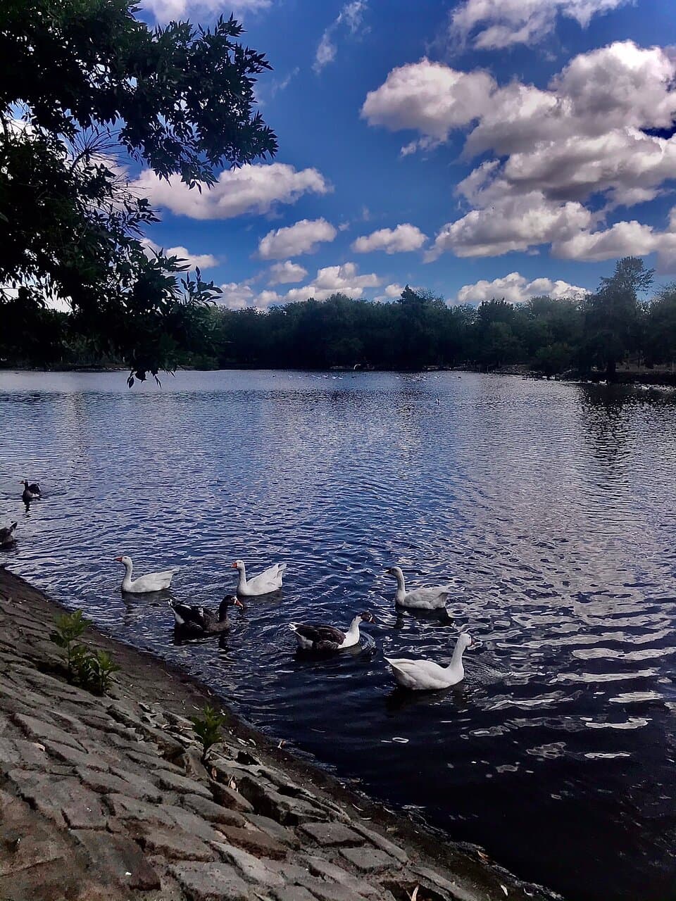 Parque Unzue . Hermoso parque para recorrer con chicos y disfrutar de la hermosa naturaleza , se le puede dar de comer a los peces , a los gansos y también a los patos , su alrededor todo arbolado , un lugar súper tranquilo, para conocer , se puede recorrer en bici , caminando o en auto. También tiene plaza ,parrillas,mesas y bancos para el uso de todos . Súper recomendable para conocer y disfrutar de un hermoso día .