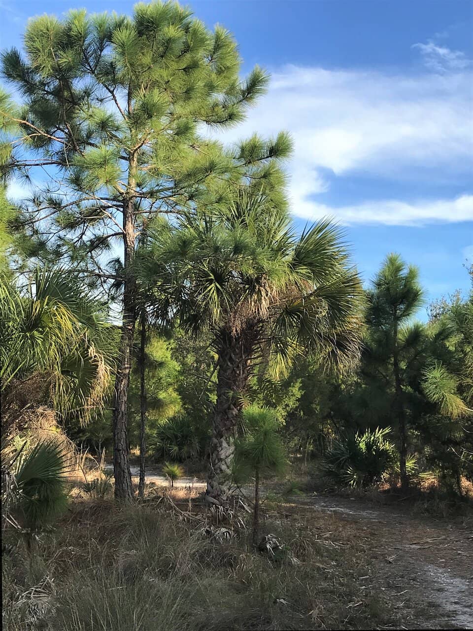 Lemon Bay Lookouts