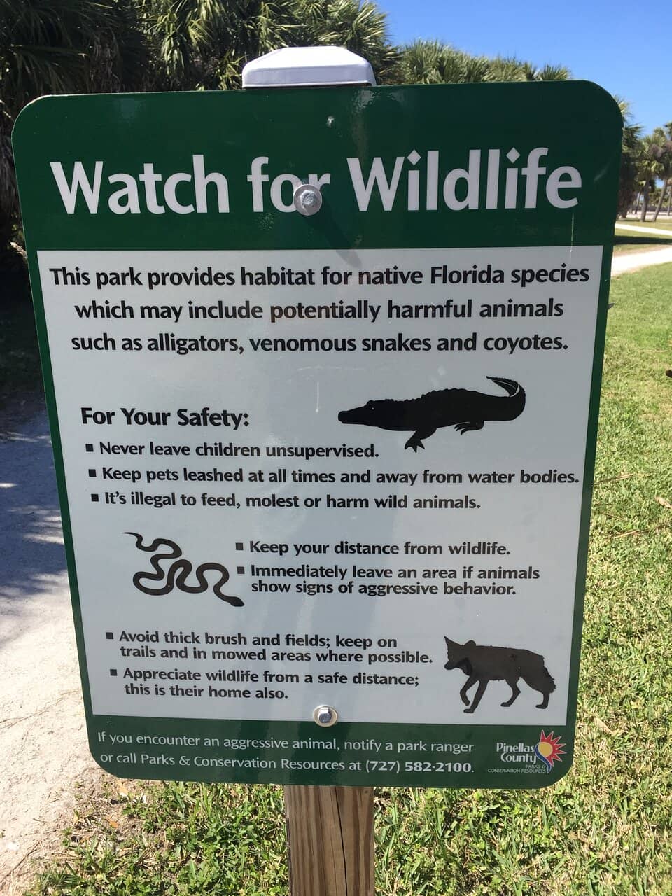 Pristine White Sands
