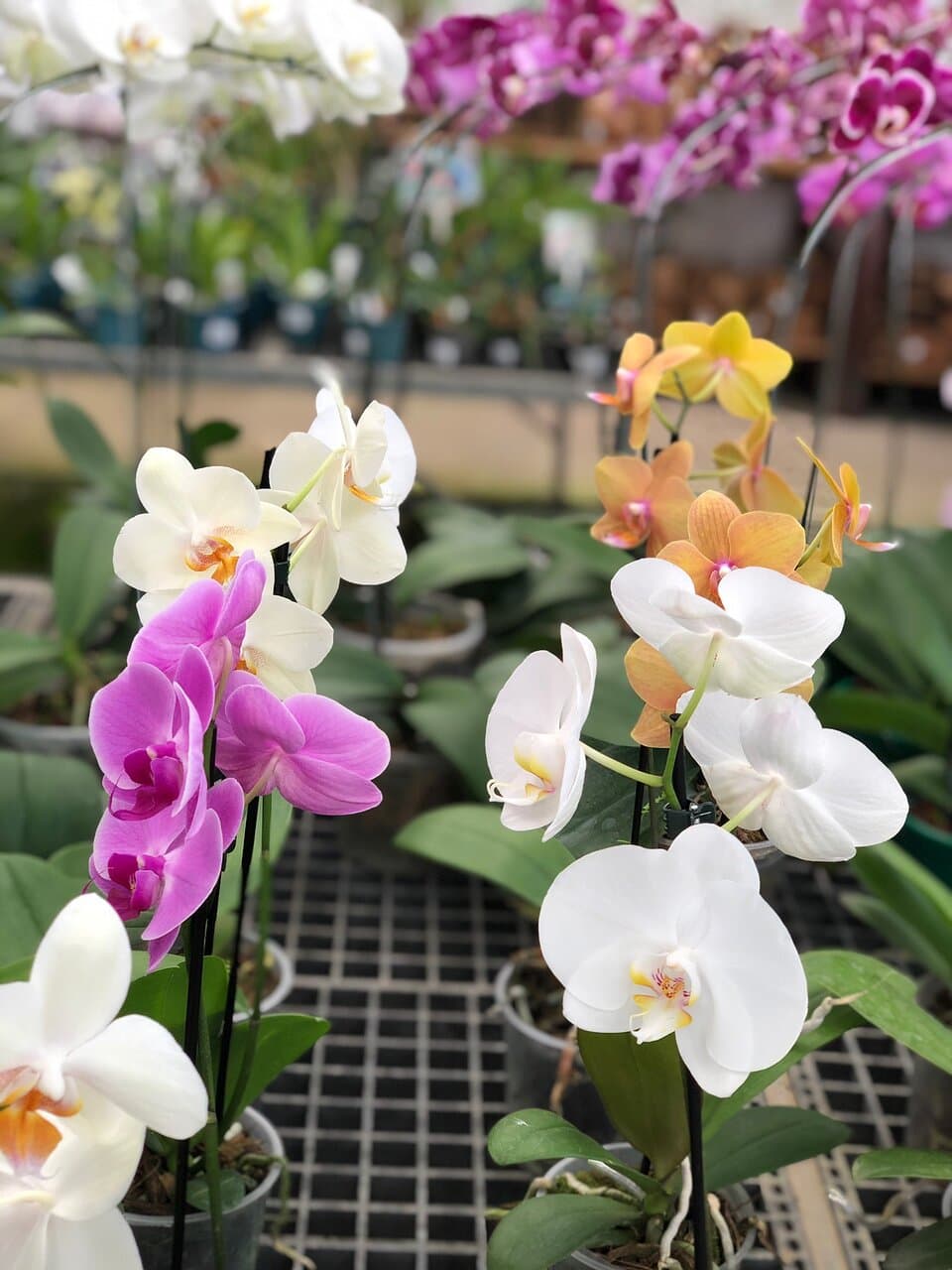 Orquidário Oriental