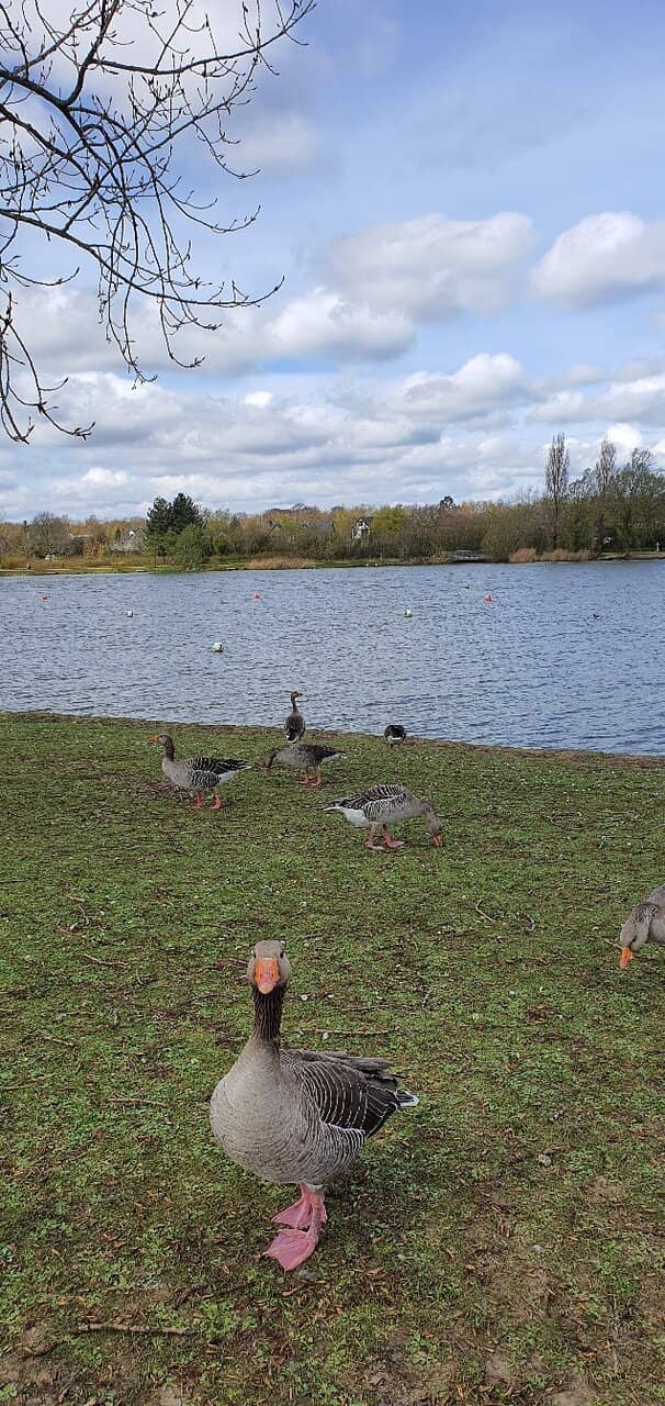 Lakeside Strolls