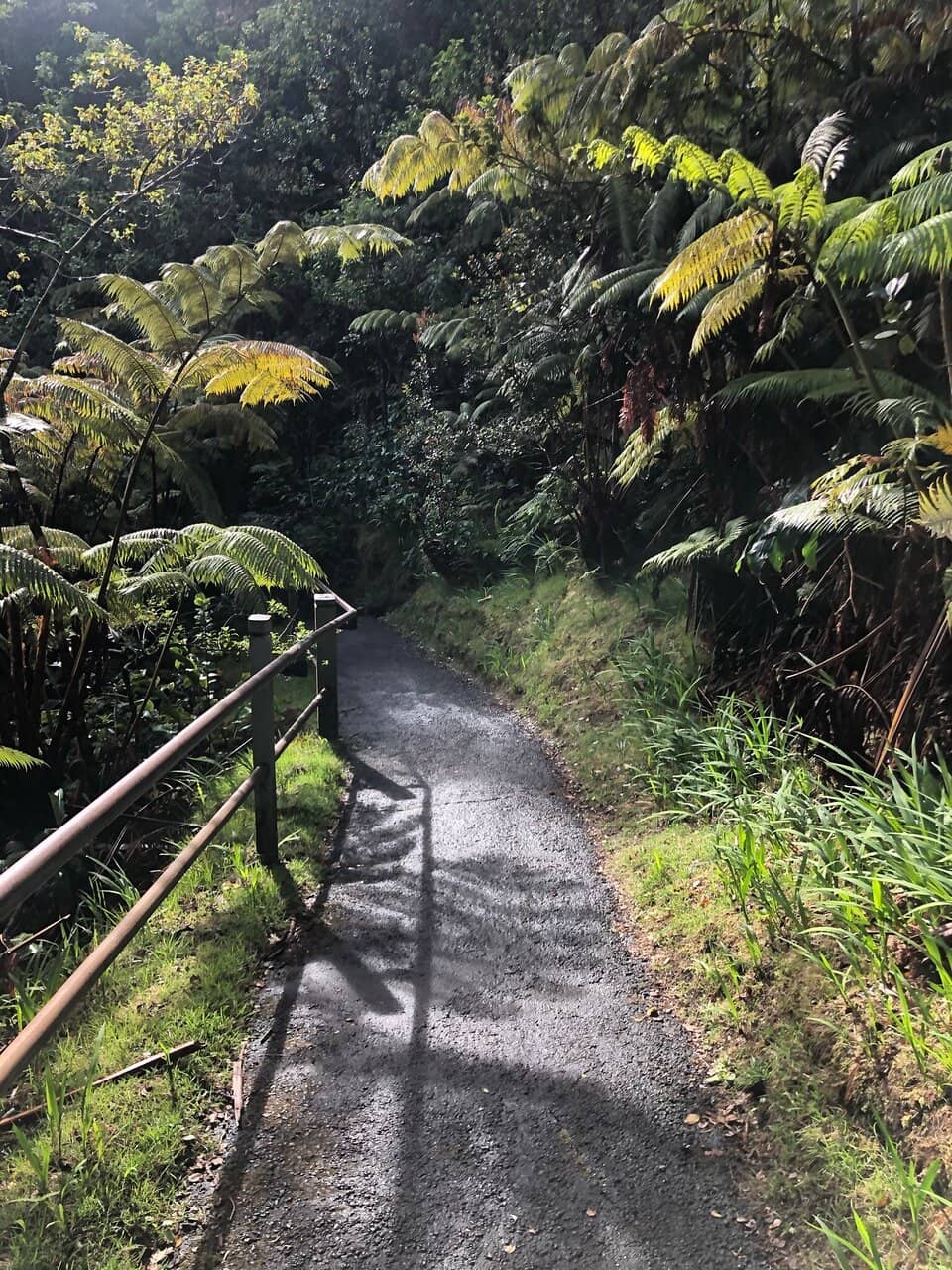 Lush Rainforest Walk