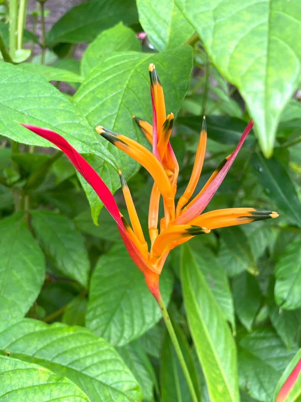 Tropical Fruit Tasting