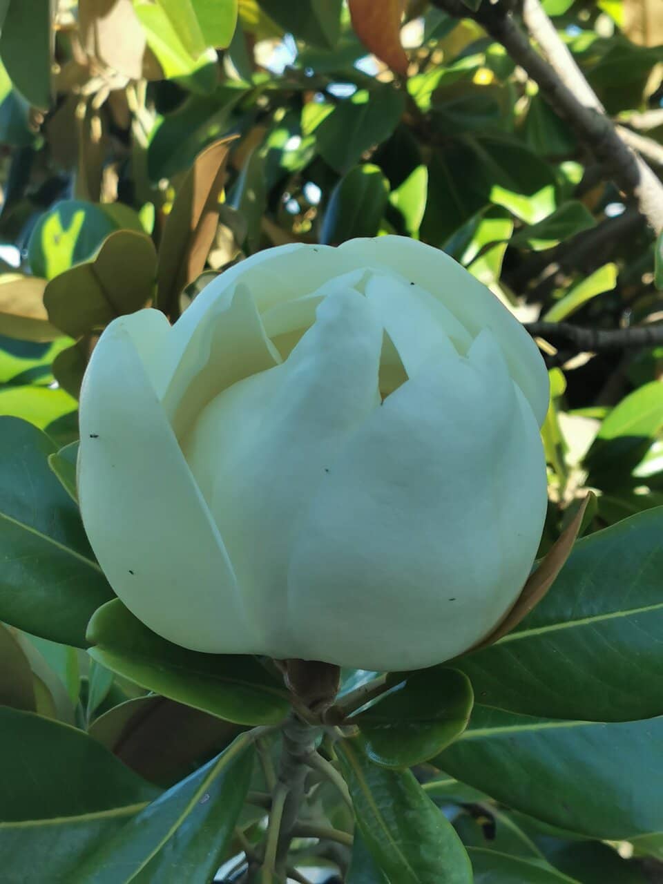 Peaceful Walking Paths