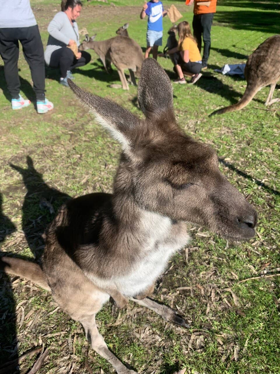 Wildlife Feeding Experience