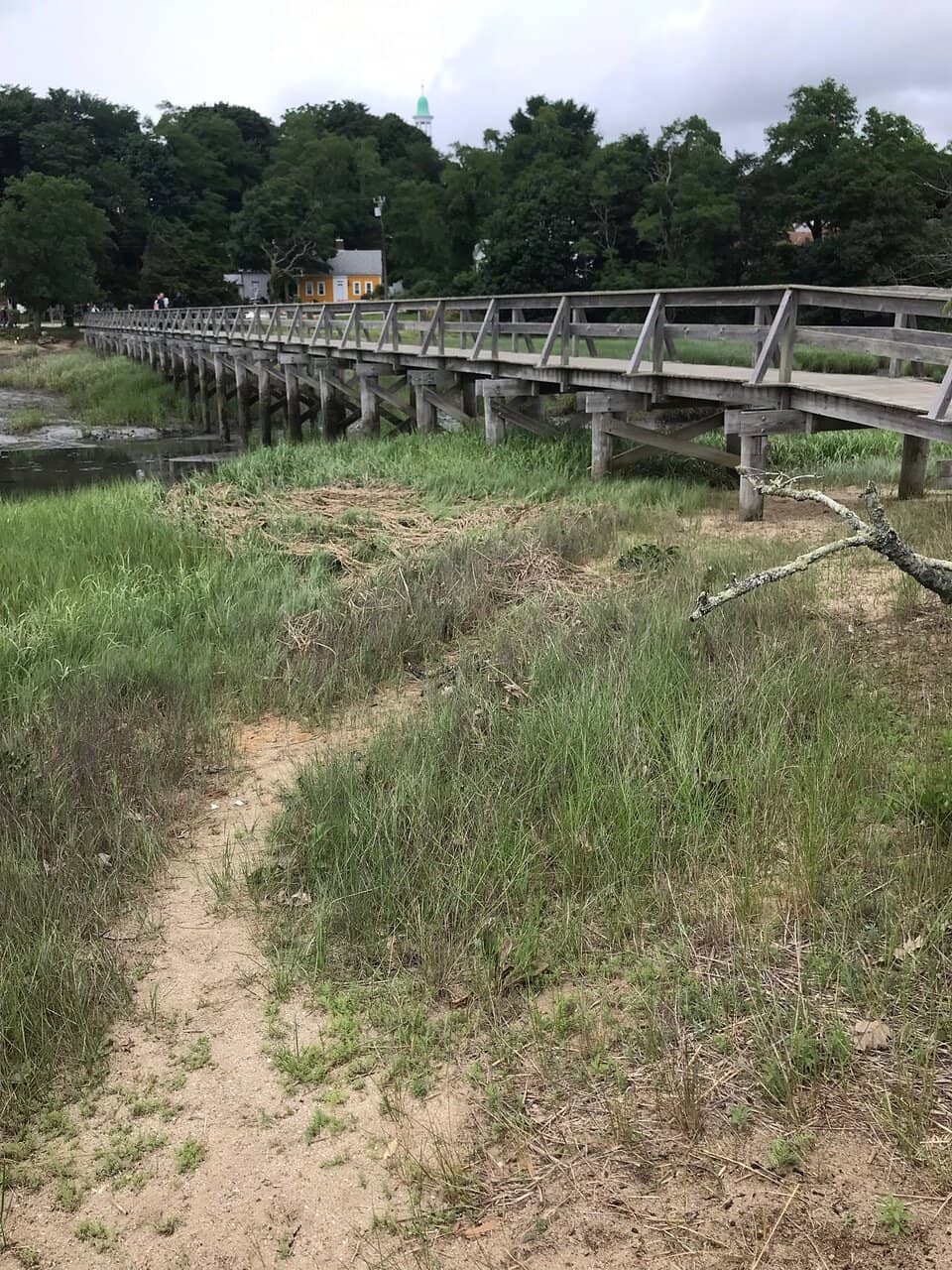 Salt Marsh Ecosystem