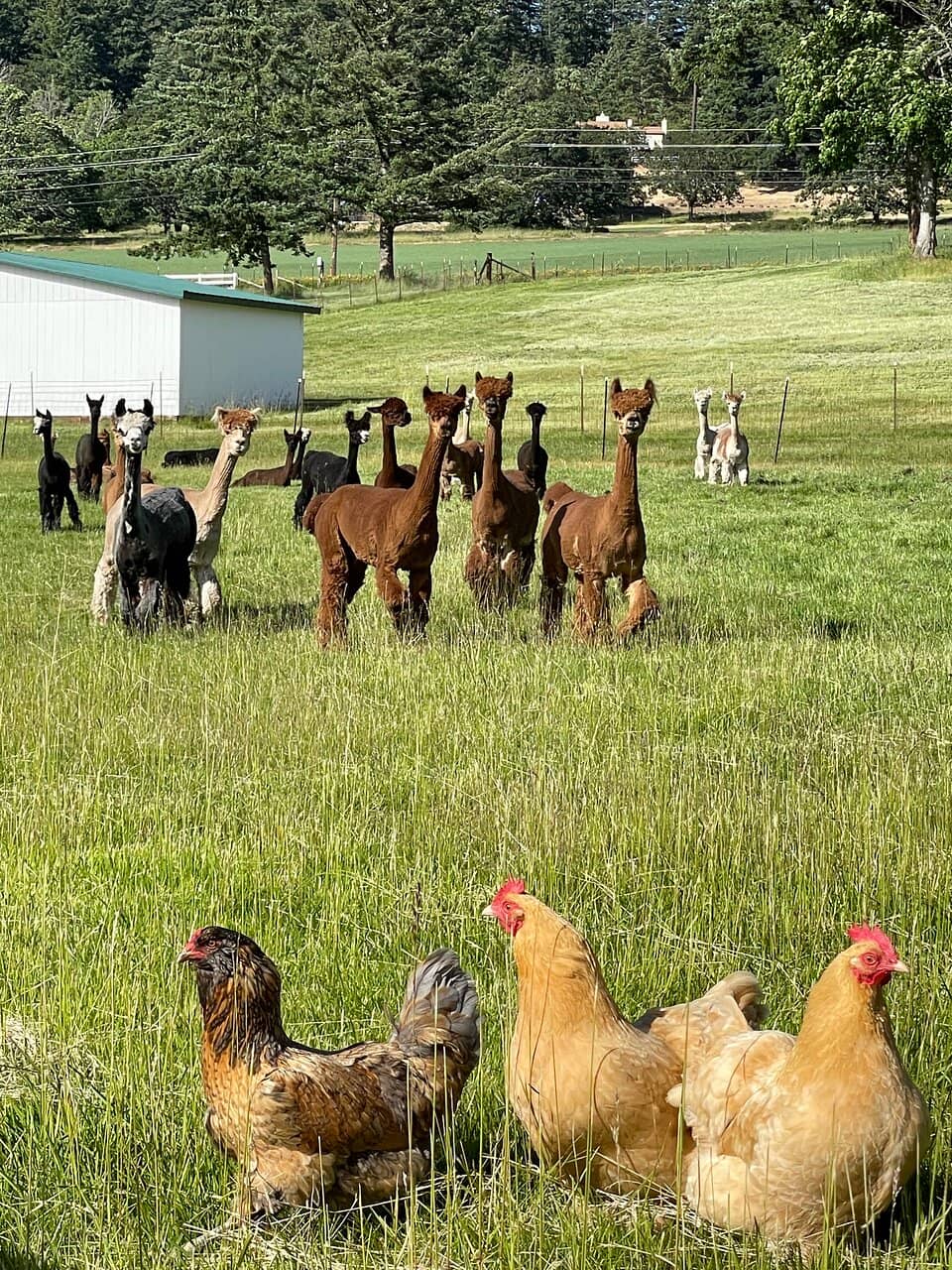 Meet the Farm Animals