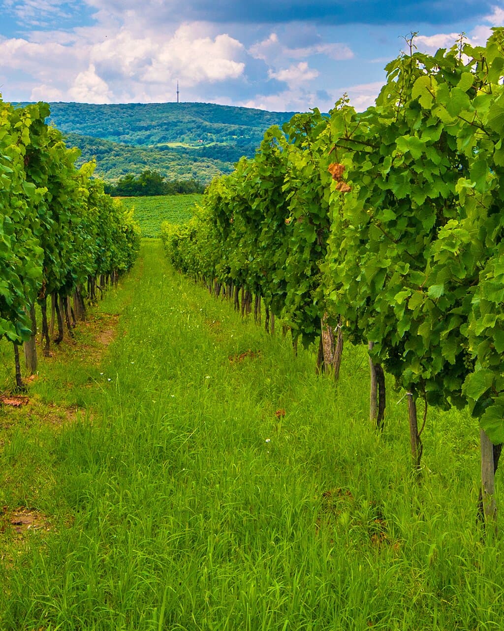 Fruska gora vineyard