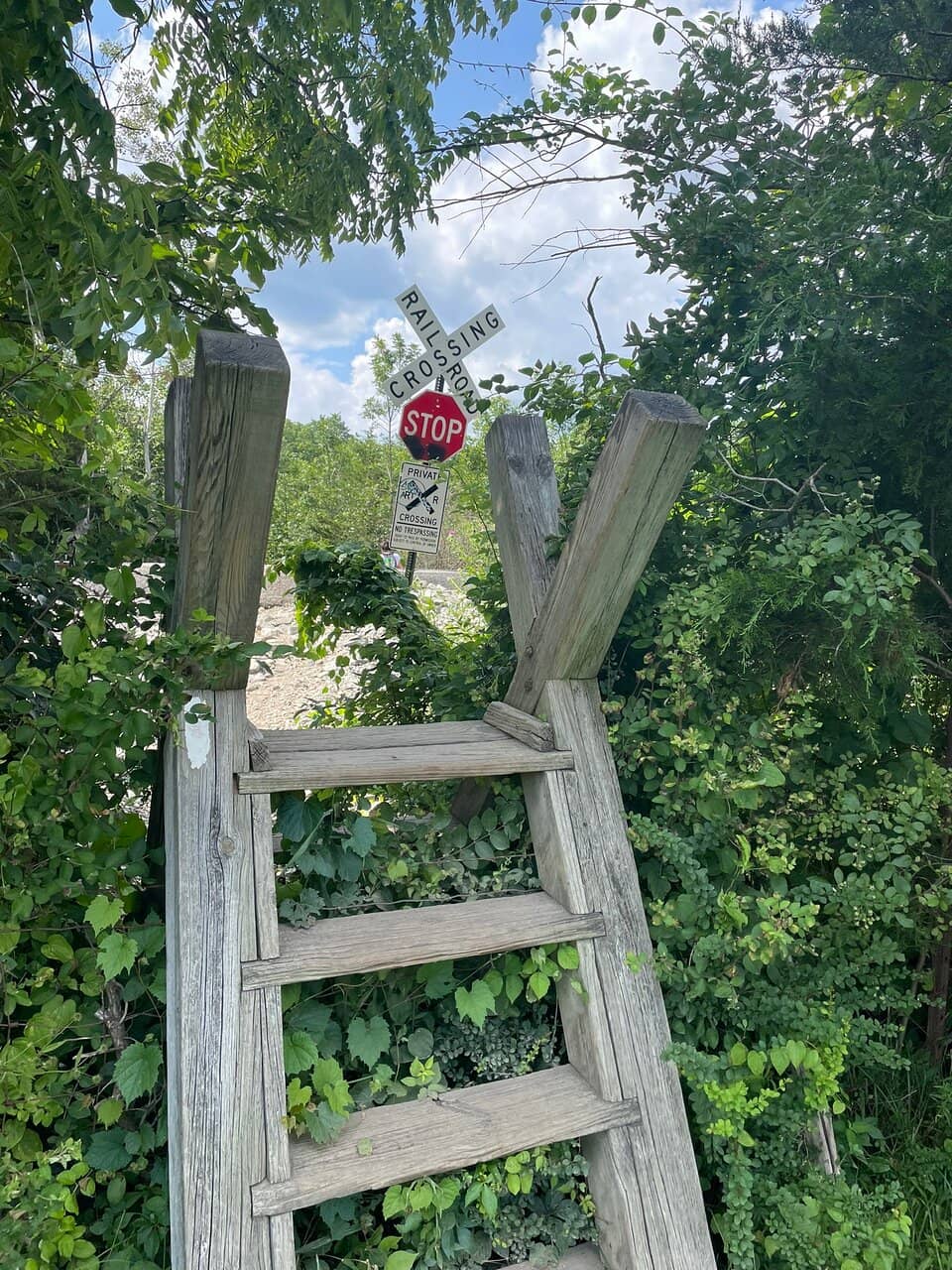 Favorite Tree