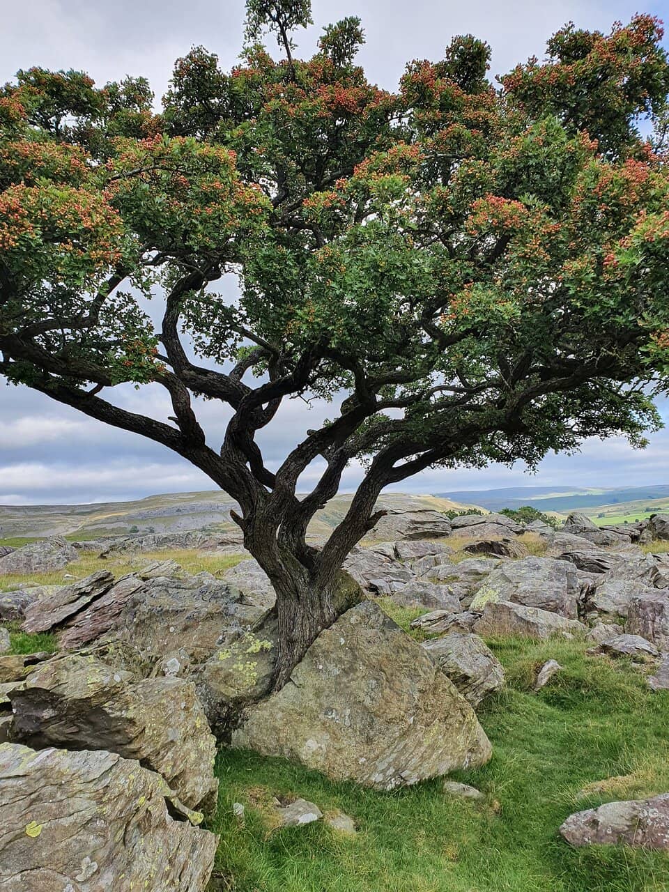 Glacial Erratic Boulders