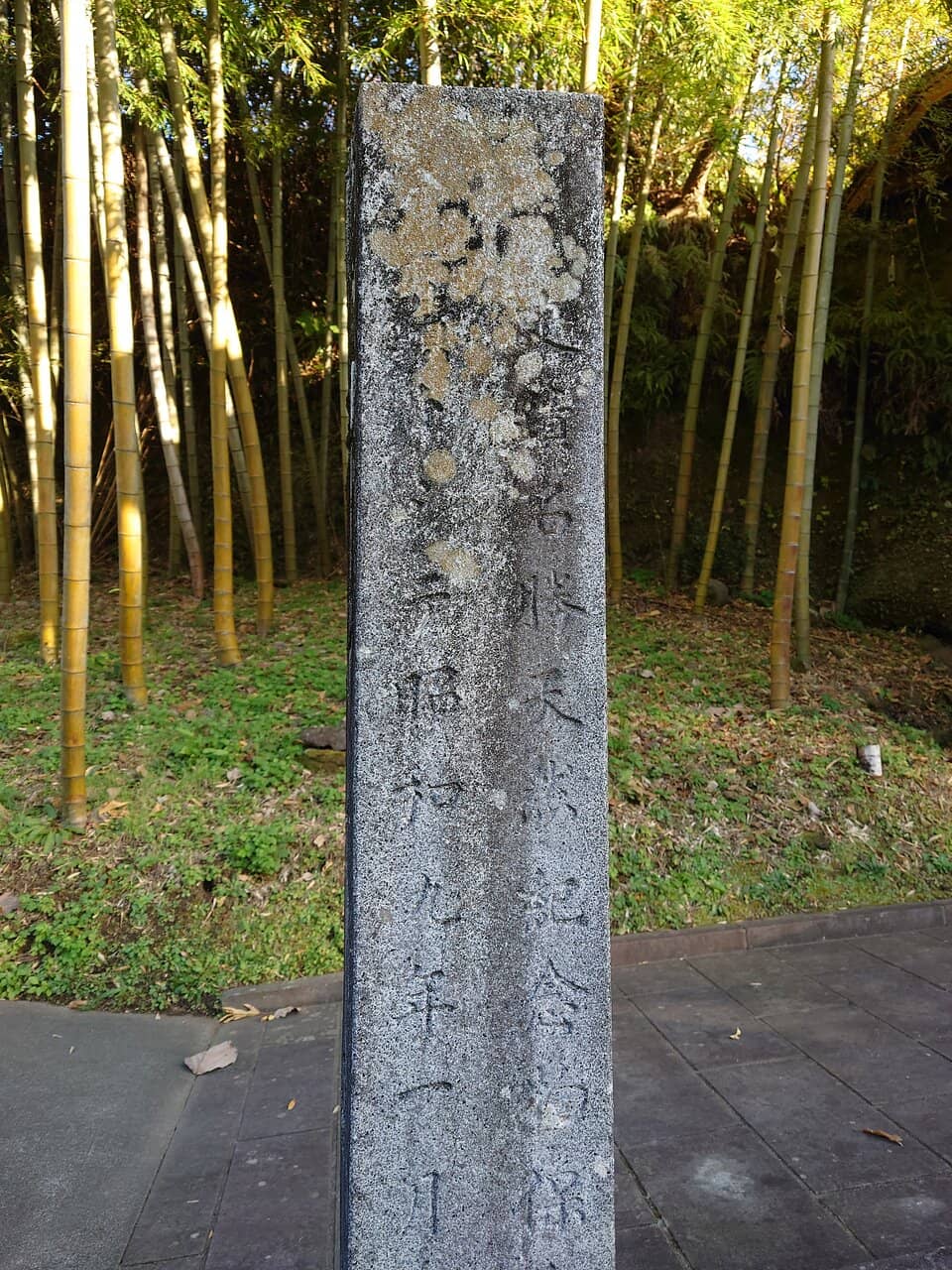 Serene Bamboo Forest Walk