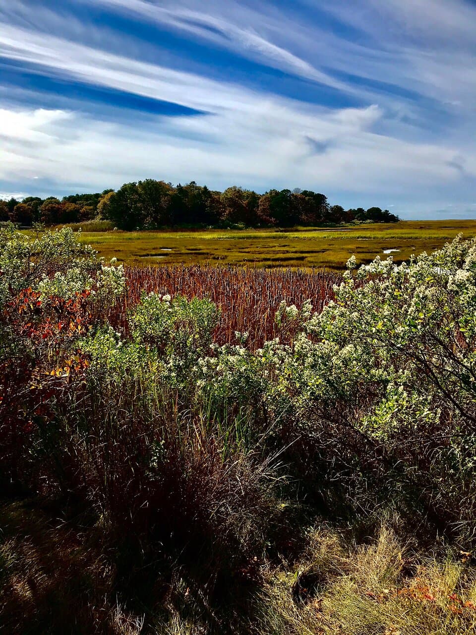 Couldn’t believe how lucky we were to have this beautiful day in October. The bird cloud was just unbelievable!
