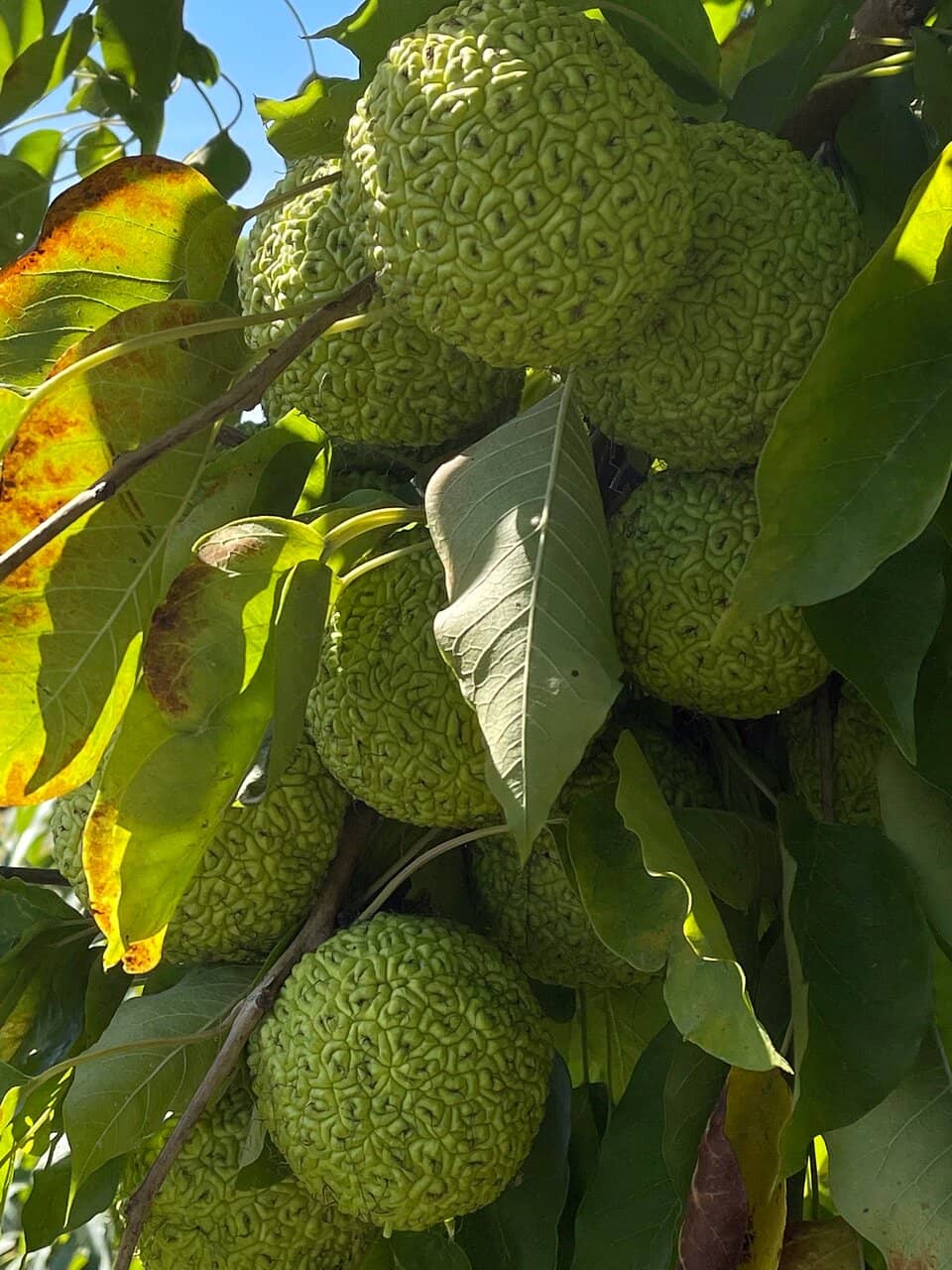 Birdwatching Opportunities