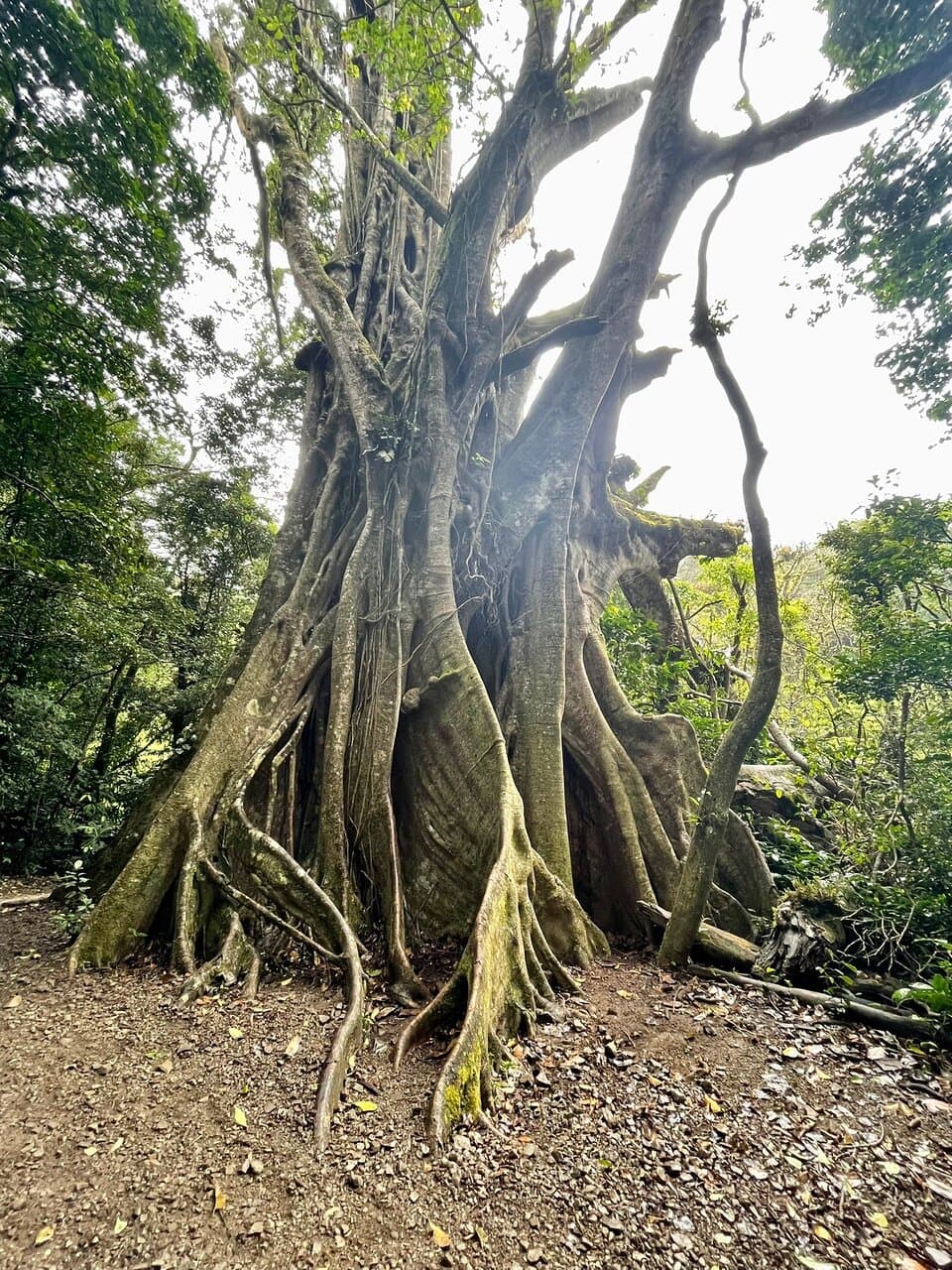 Curi-Cancha Reserve Monteverde