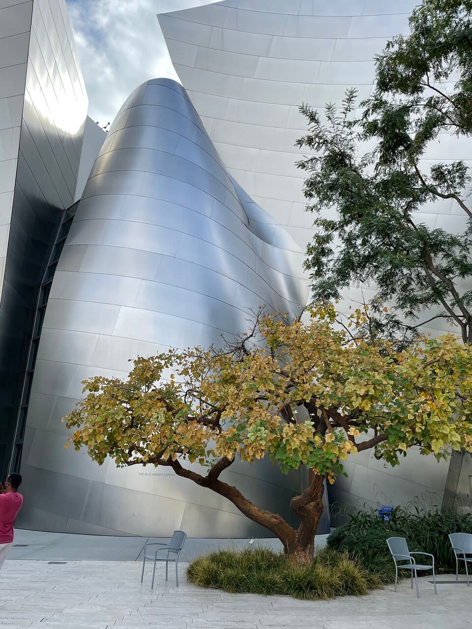 One of a number of ornamental trees.  This one is labeled naked coral tree.