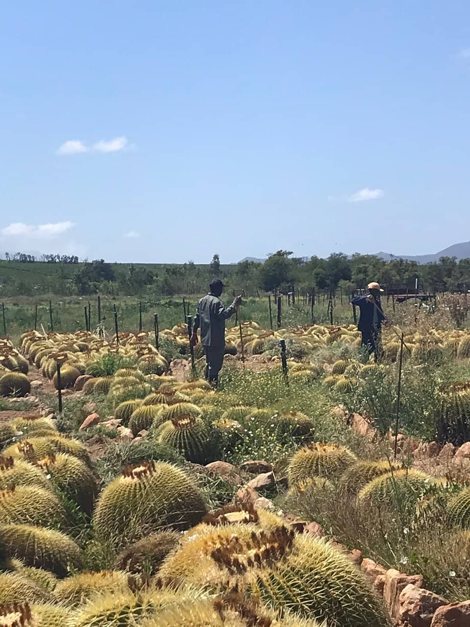 Enormous Established Plants