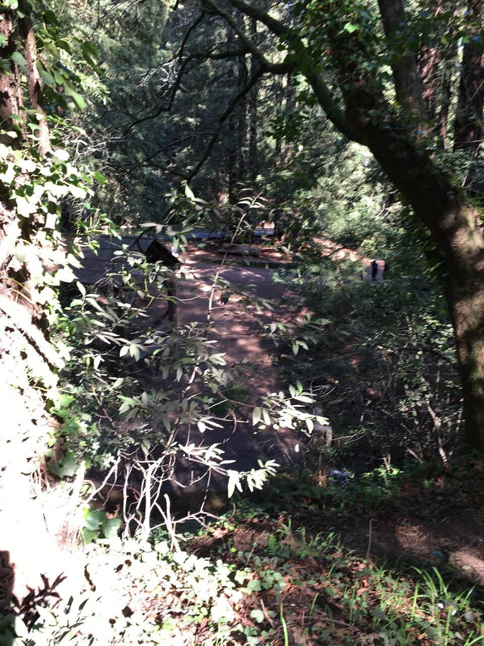 Majestic Redwoods