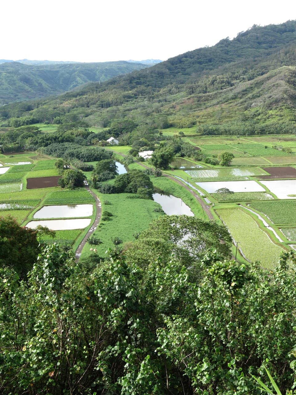 Taro Fields