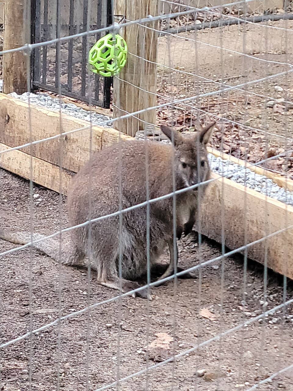 Exotic Animal Encounters