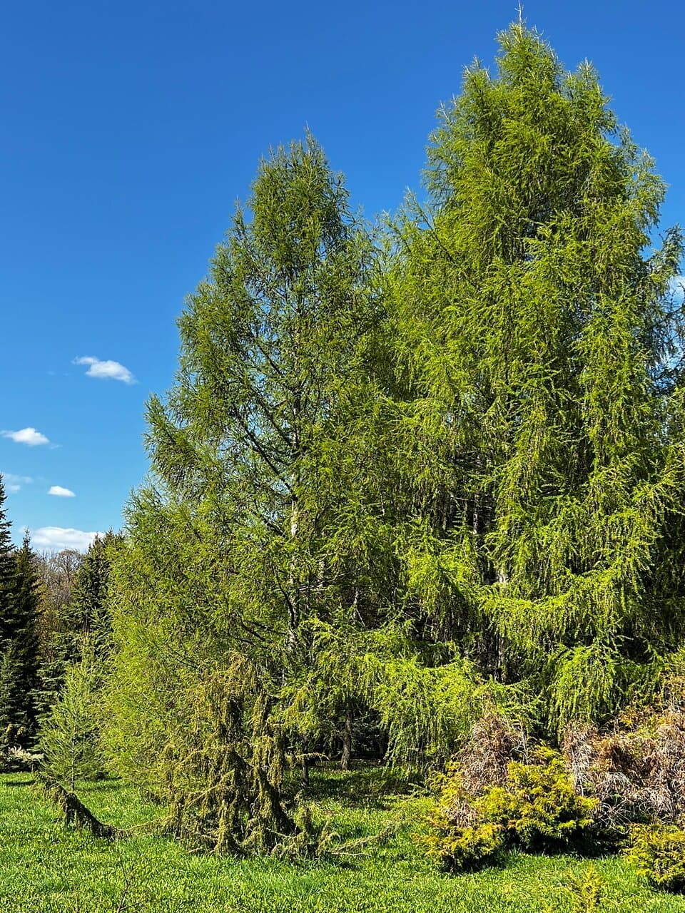 Ufa Botanical Garden Institute RAS