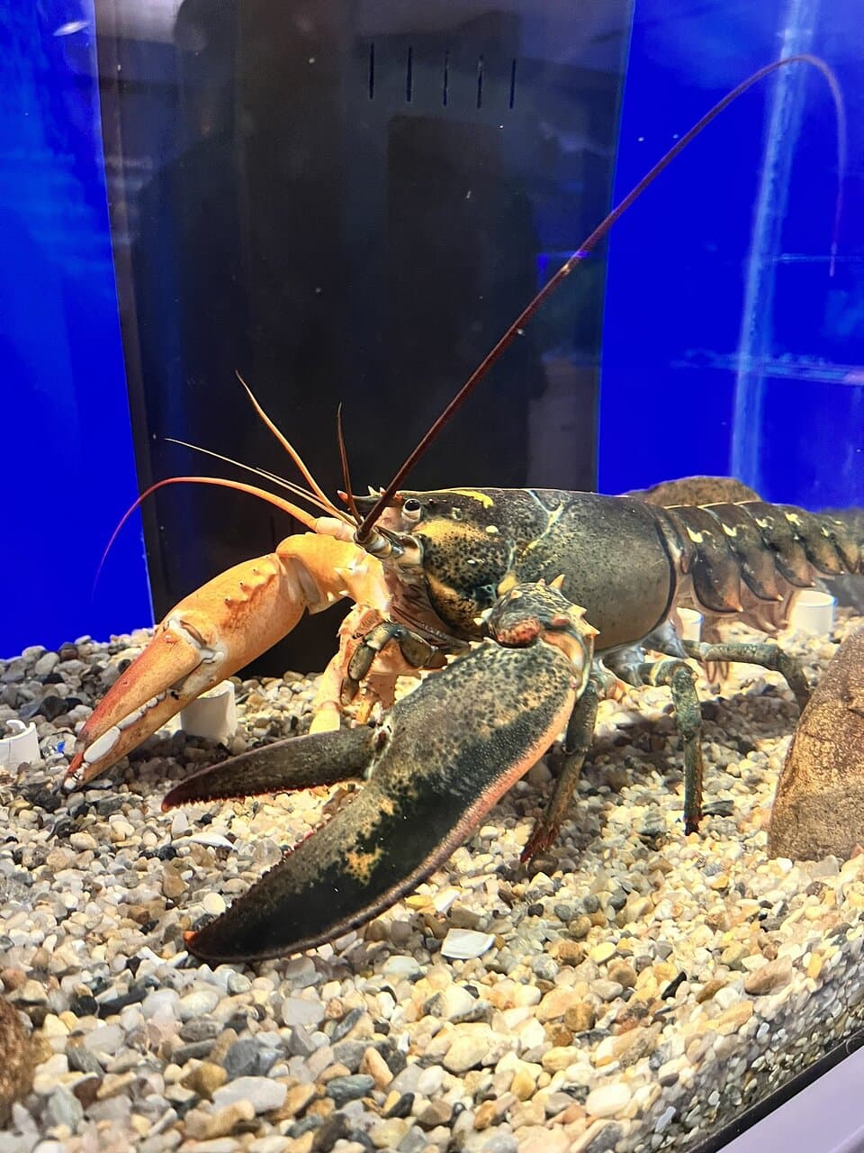 Cape Cod Museum of Natural History Brewster