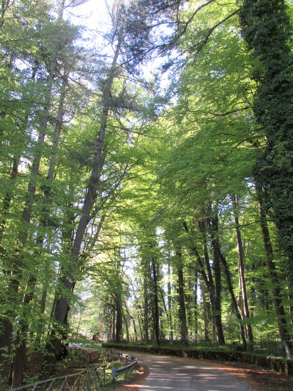 The Beech Forest Trails