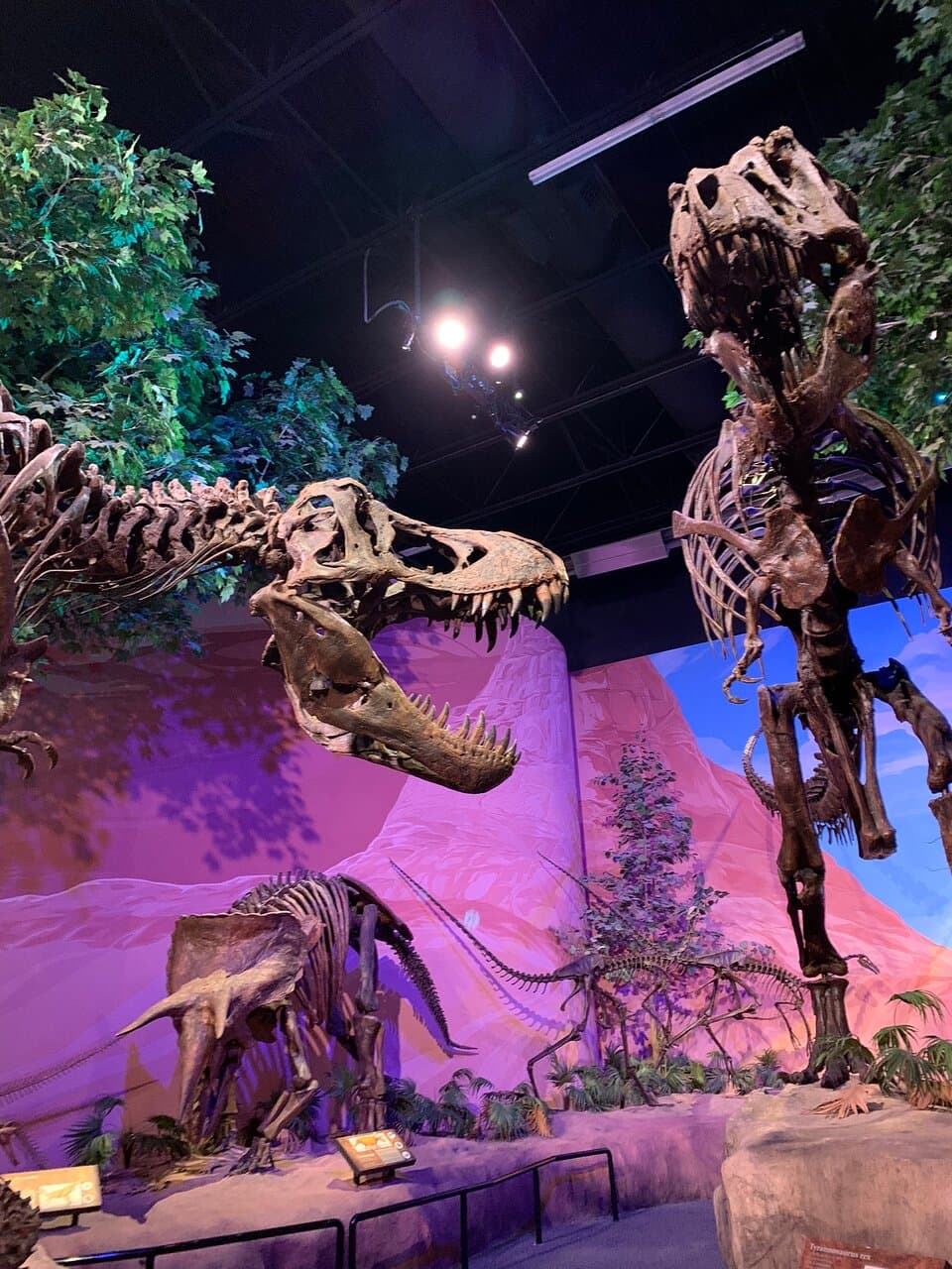 Museum of Ancient Life