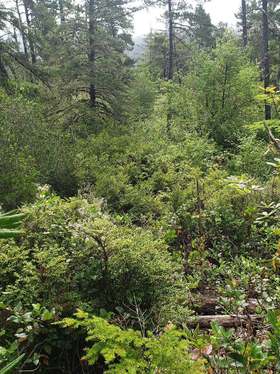 Stargazing & Waterfowl