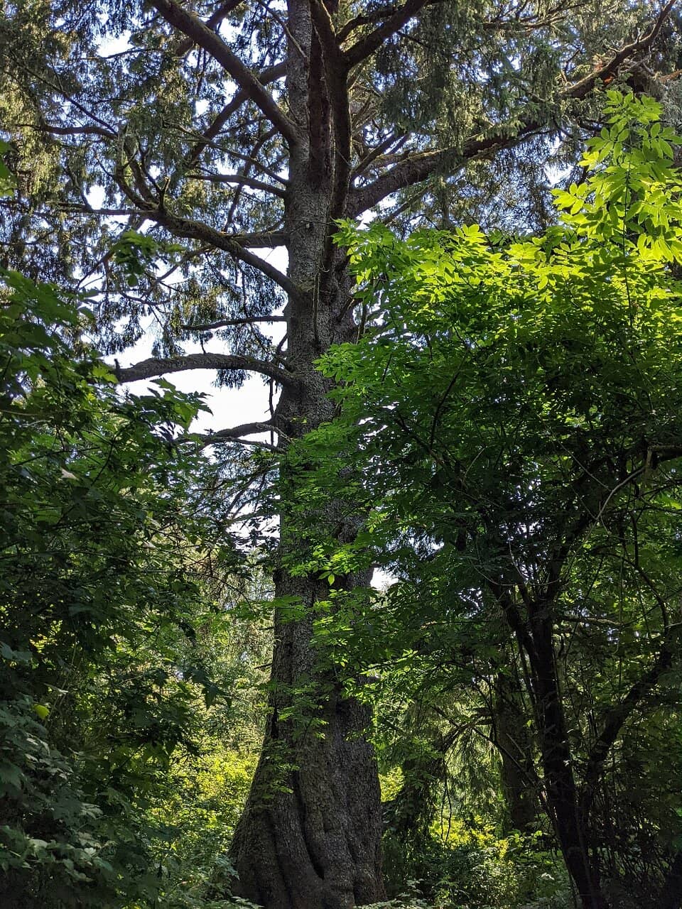 Adventure Playground