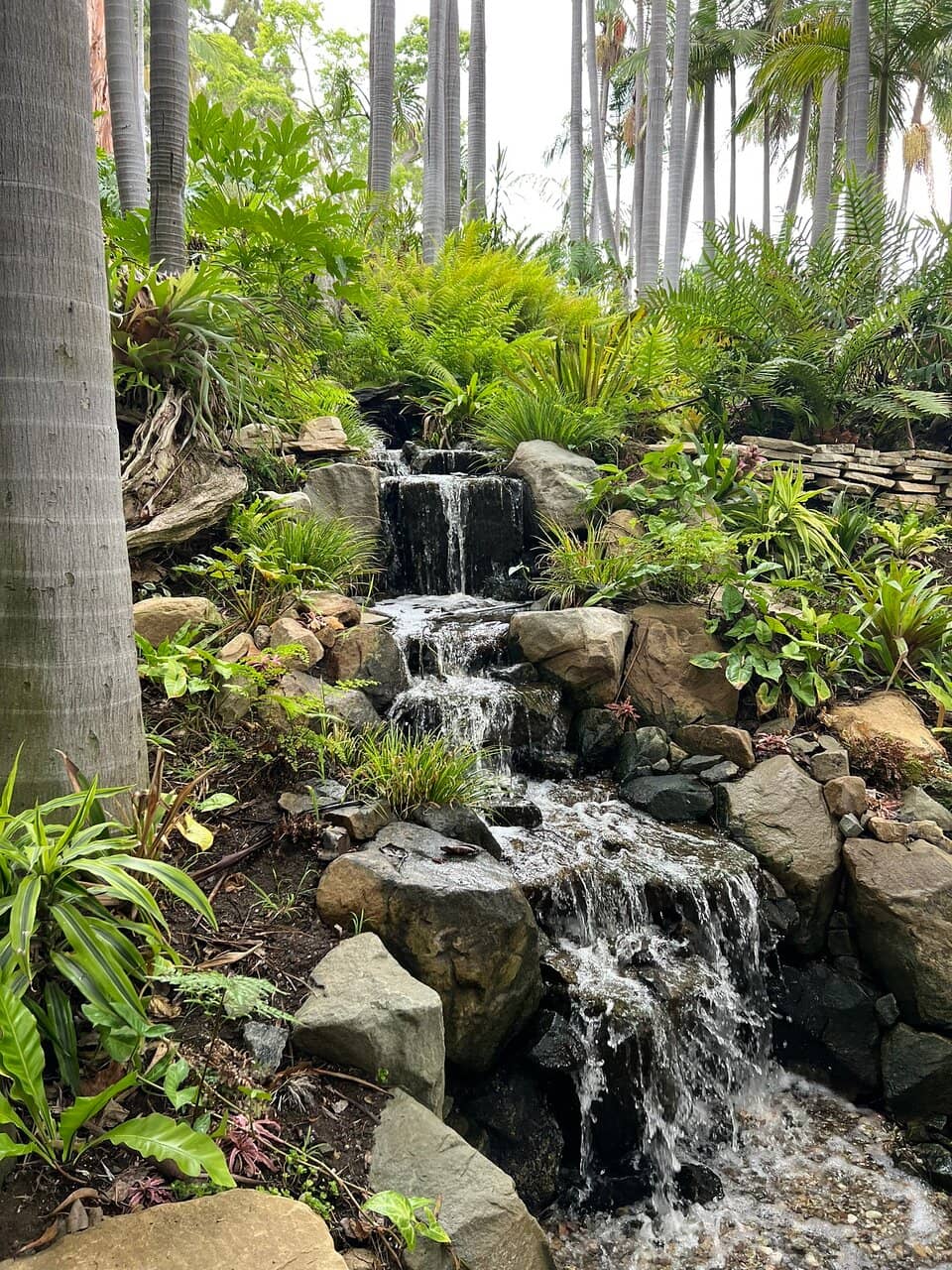 The Palm Forest