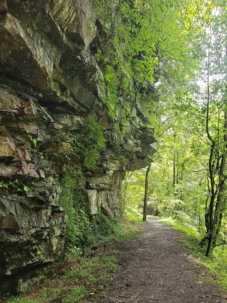Dog-Friendly Strolls
