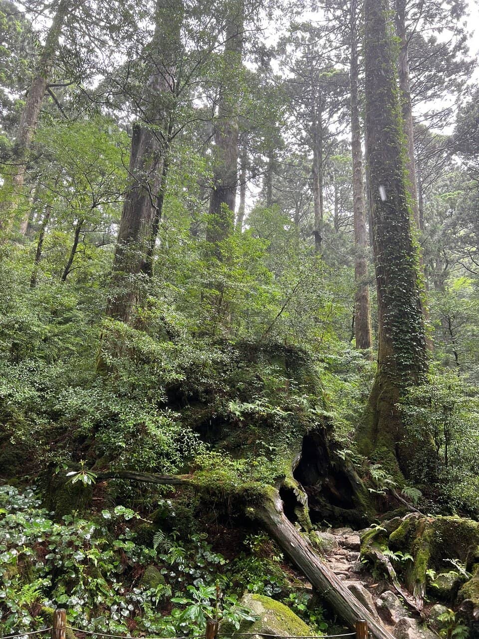 Wilson Stump