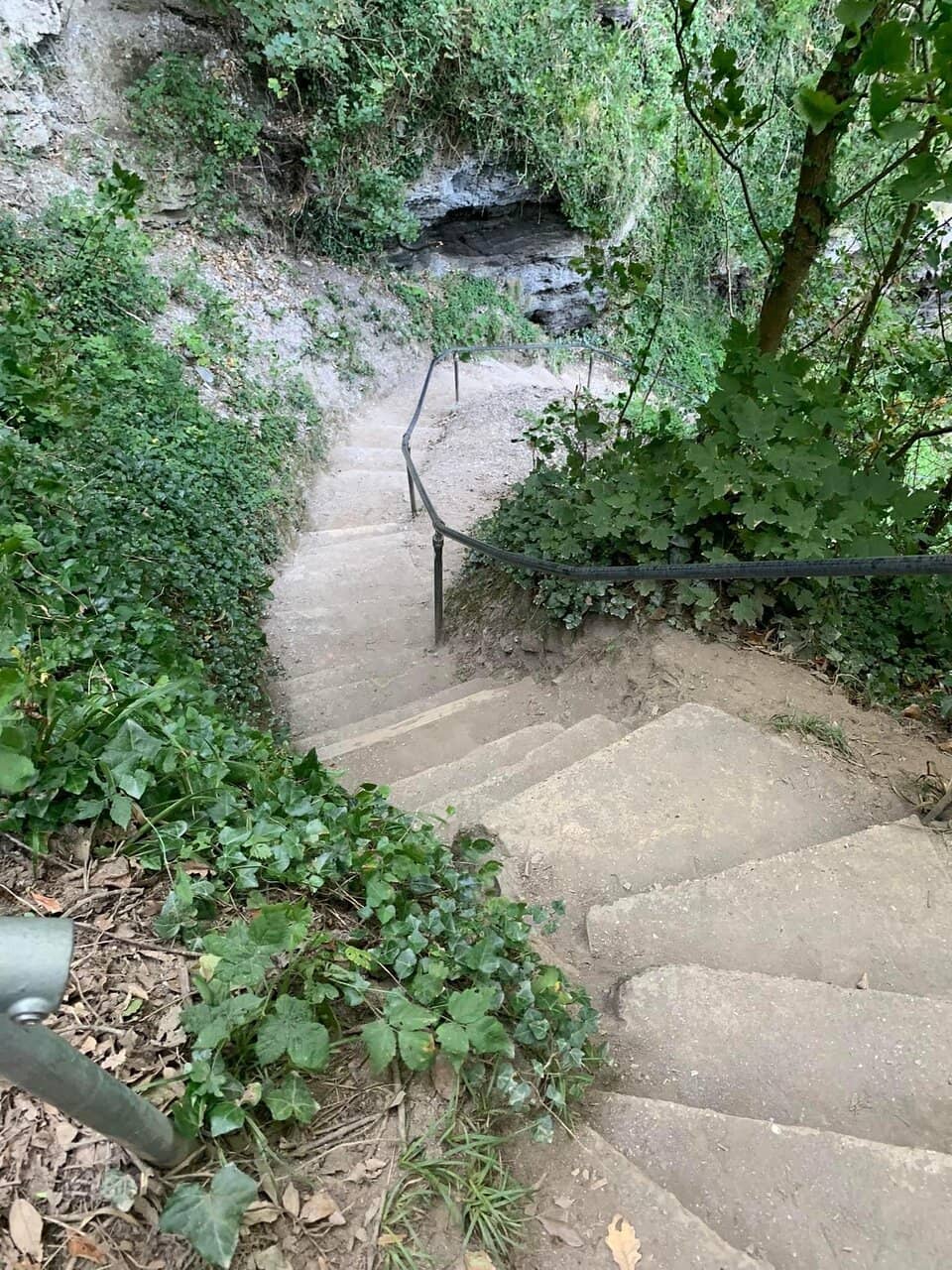 Dog-Friendly Paradise