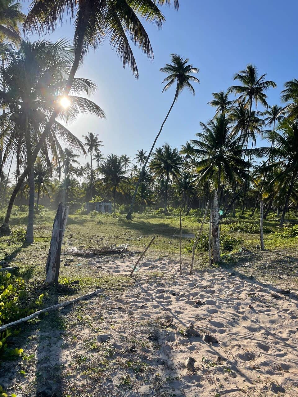 Palm-backed Shoreline