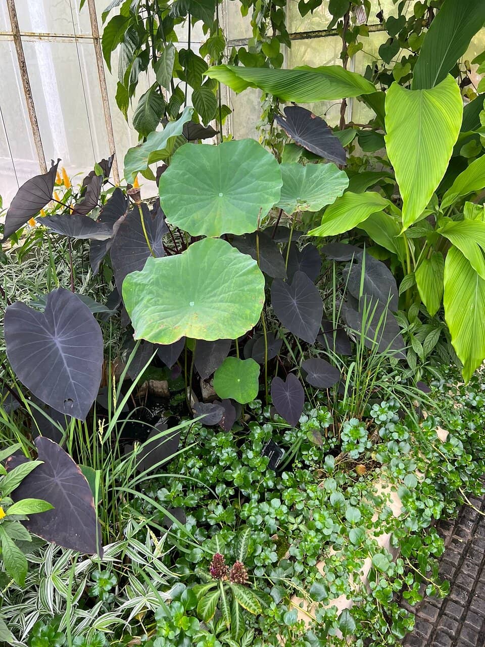 Giant Amazon Waterlilies