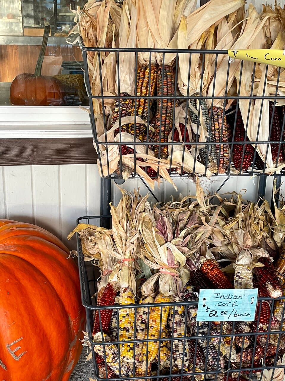 Add various sizes of decorative Native corn.