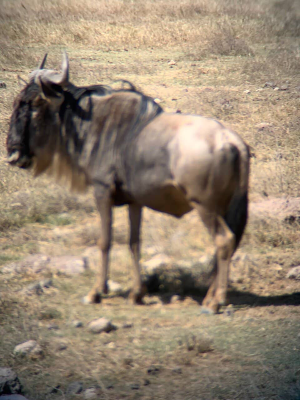 Abundant Wildlife
