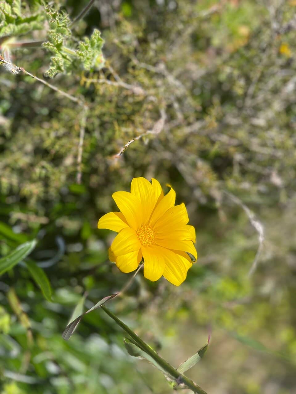 The Lake's Current Hue