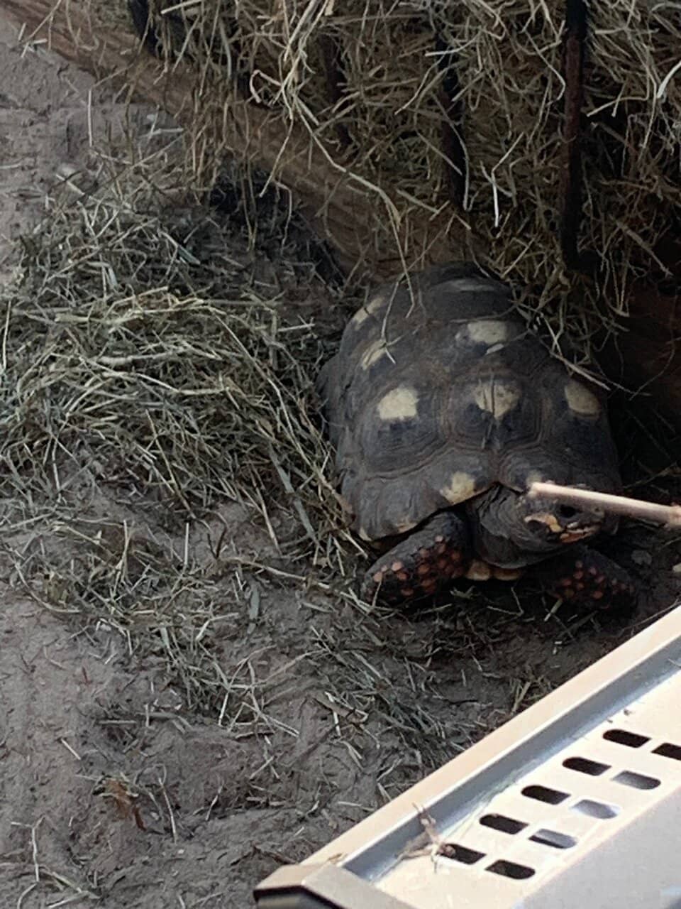 Fairy Dell Boardwalk