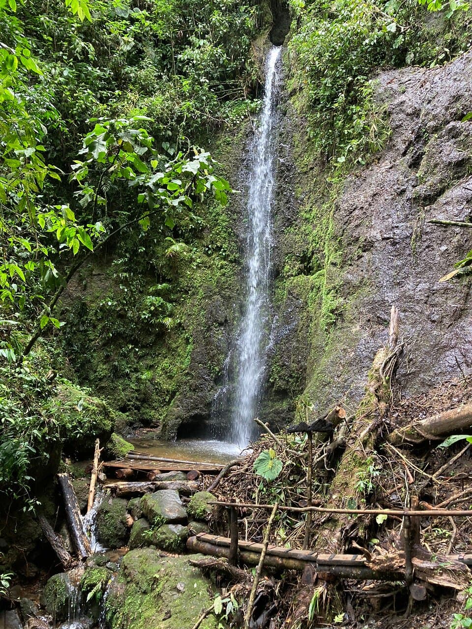 Barbas Bremen Nature Reserve Pereira