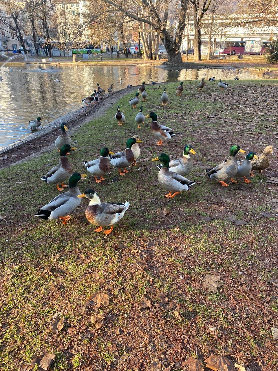 Street Performers & Buskers