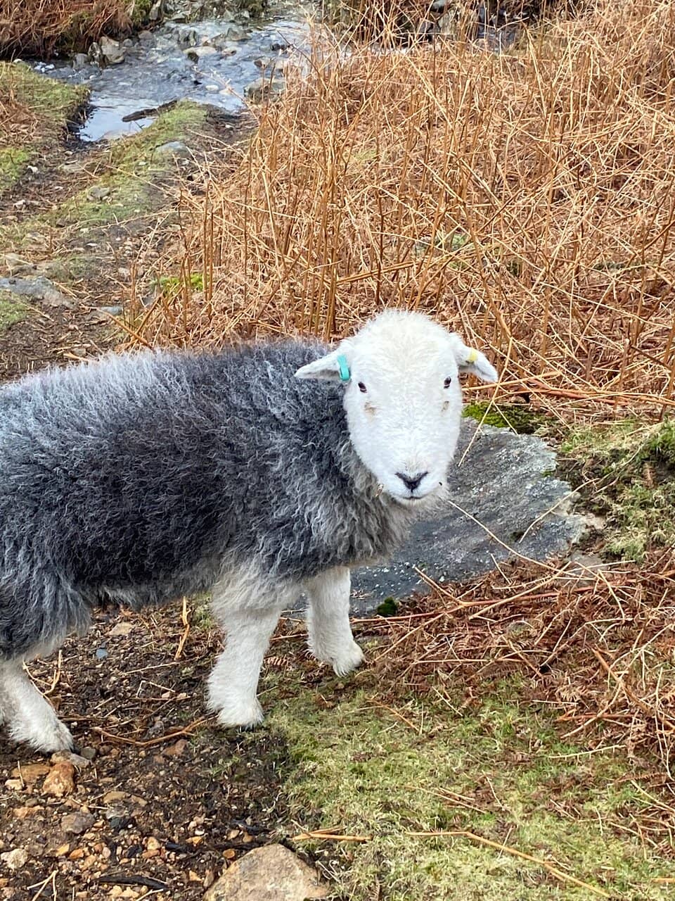 The Lion and the Lamb Rock Formation