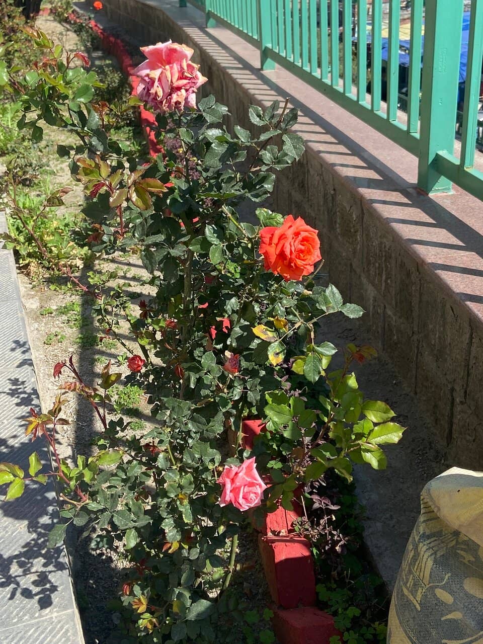 Vertical photo