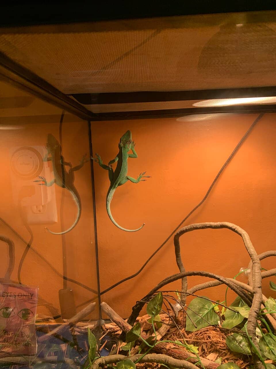 Touch Tanks