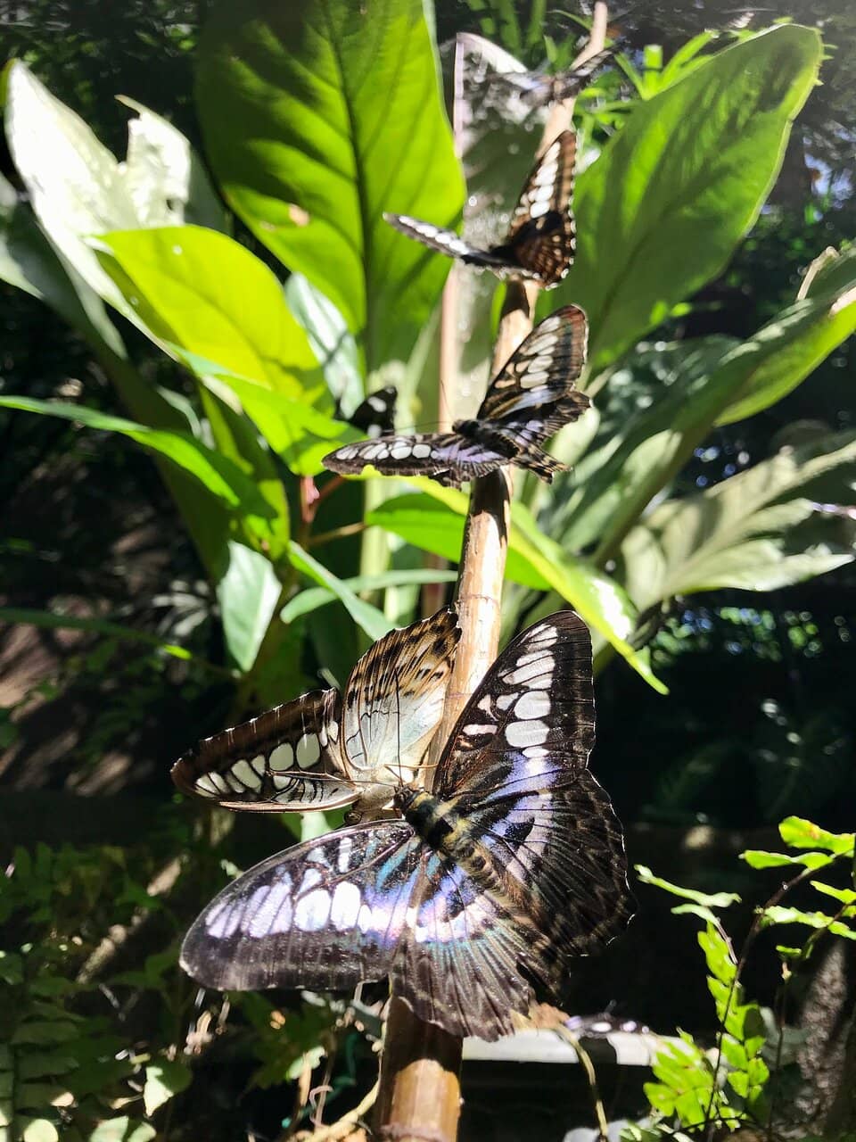 Butterfly Wonderland
