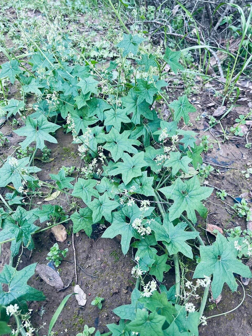Guadalupe Reservoir Views