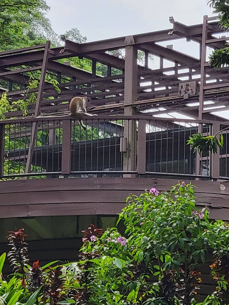 Dense Rainforest Trails